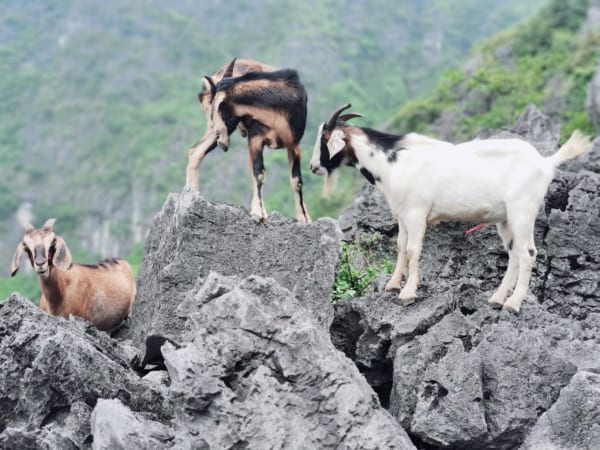 Hanoi-To-Ninh-Binh-Tours