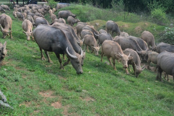 Ninh Binh jeep Tours - Jeep Tour Ninh Binh