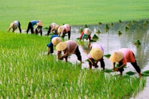 Countryside tours Hanoi