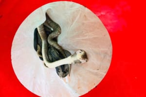 Hanoi Exotic Food Tour- Hanoi Bizarre Food Tour- Hanoi Food Tour - Snake Village Hanoi 