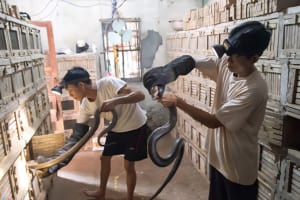 Hanoi Exotic Food Tour- Hanoi Bizarre Food Tour- Hanoi Food Tour - Snake Village Hanoi 