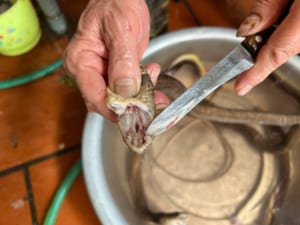 Hanoi Exotic Food Tour- Hanoi Bizarre Food Tour- Hanoi Food Tour - Snake Village Hanoi 
