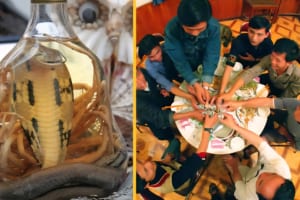 Hanoi Exotic Food Tour- Hanoi Bizarre Food Tour- Hanoi Food Tour - Snake Village Hanoi 