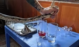 Hanoi Exotic Food Tour- Hanoi Bizarre Food Tour- Hanoi Food Tour - Snake Village Hanoi 