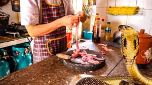 Hanoi Exotic Food Tour- Hanoi Bizarre Food Tour- Hanoi Food Tour - Snake Village Hanoi 